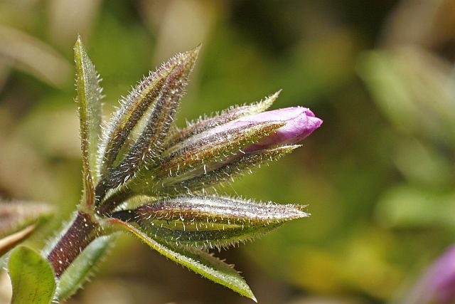 Frühblüten-Makro