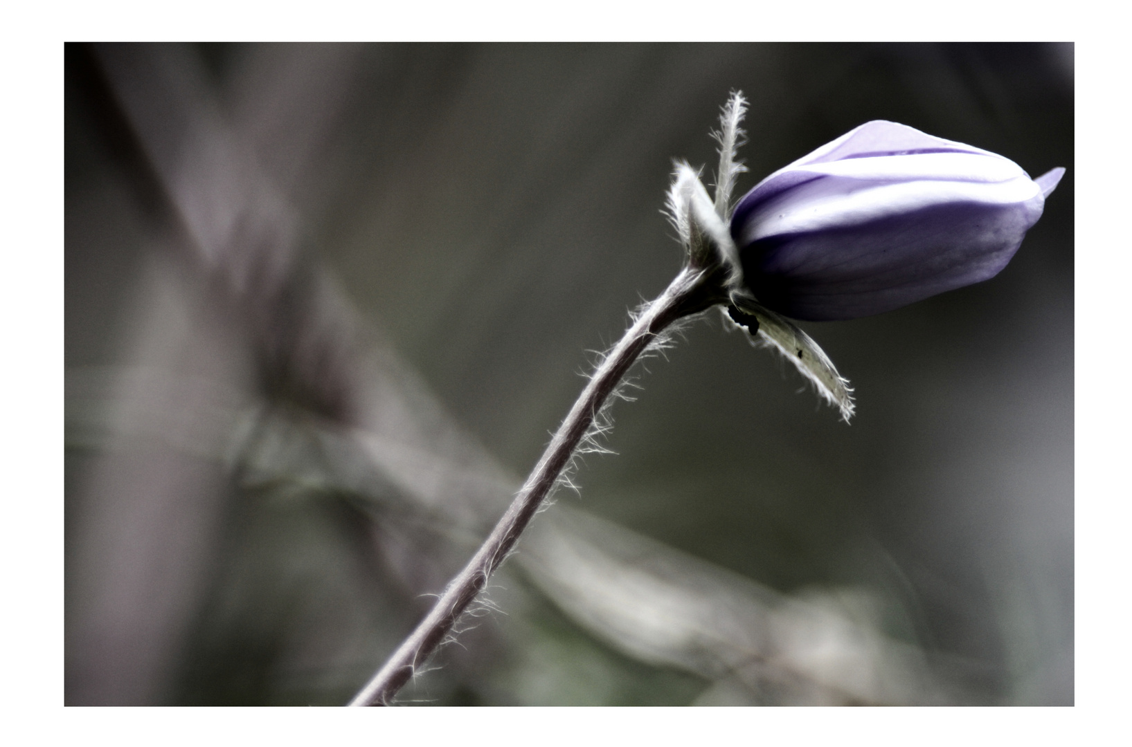 Frühblume im Wald