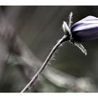 Frühblume im Wald