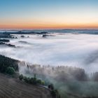 Frühbote des Herbstes