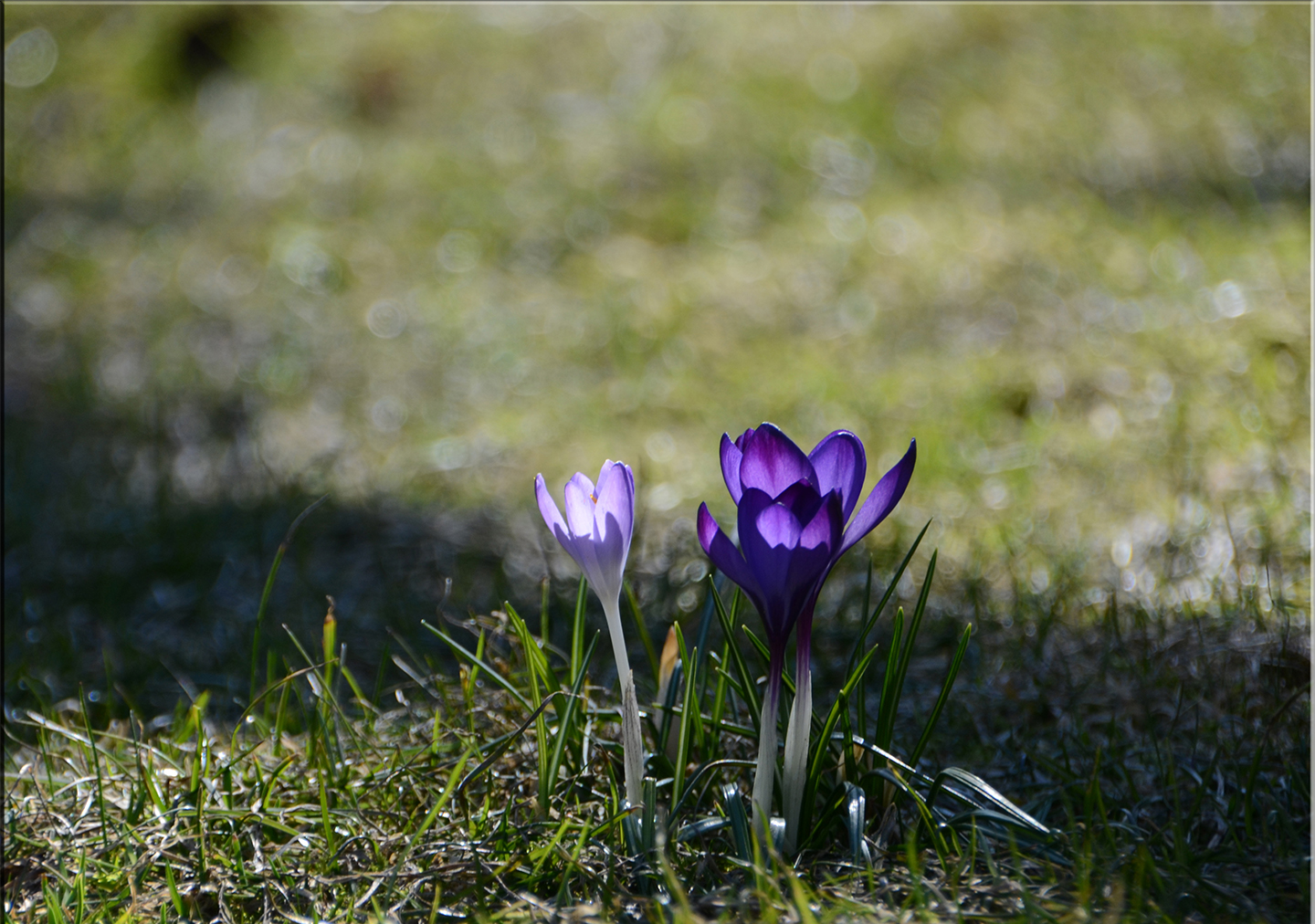 Frühchen