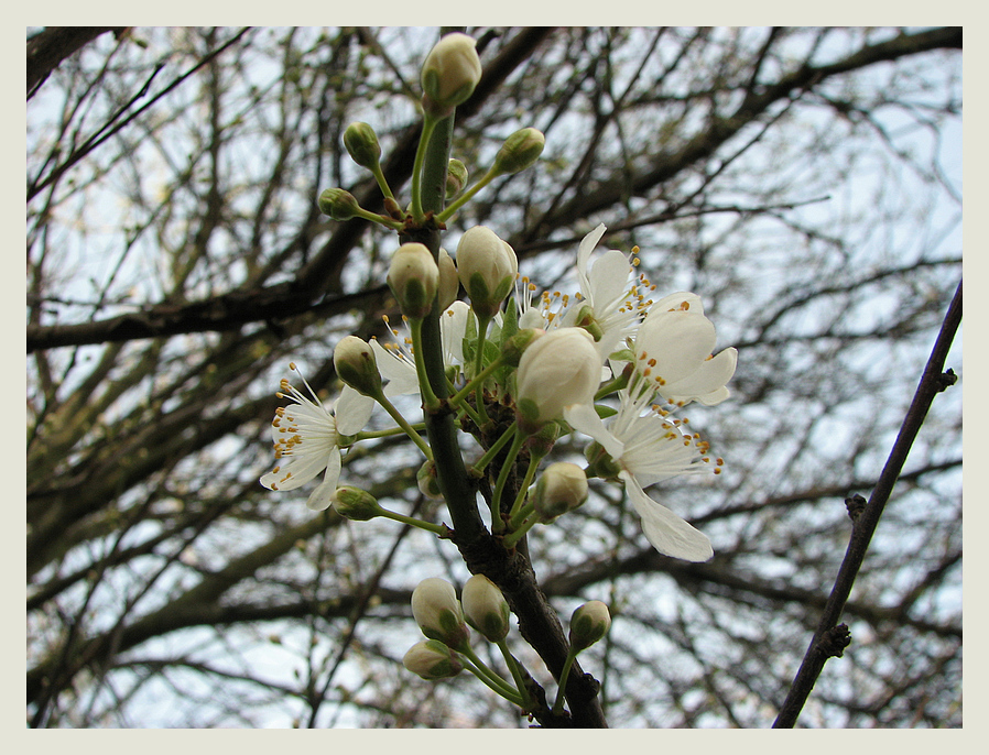 Frühchen in weiss