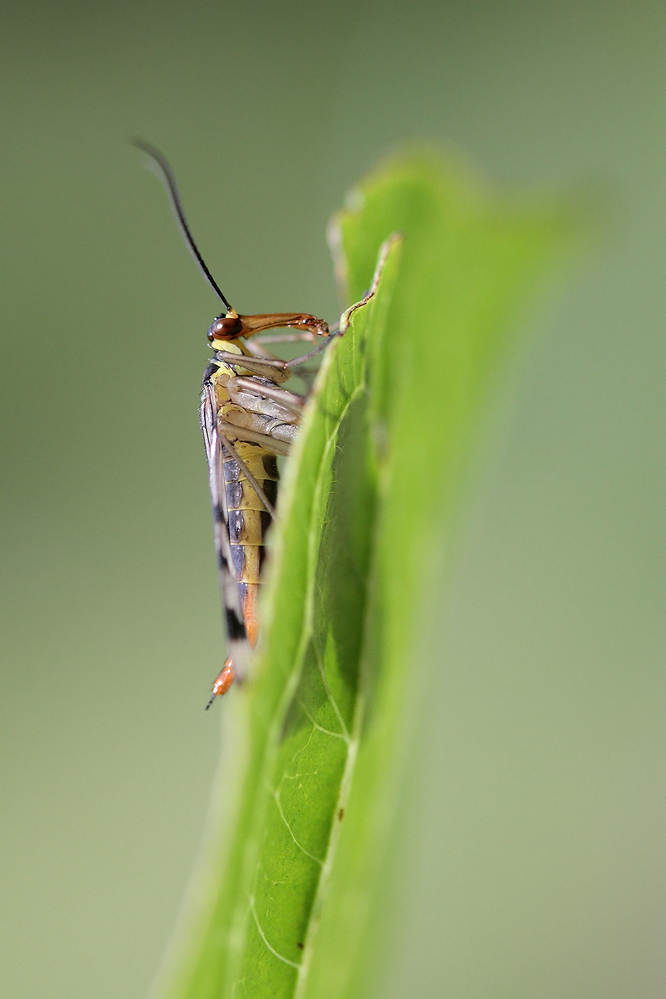 Frühclimber