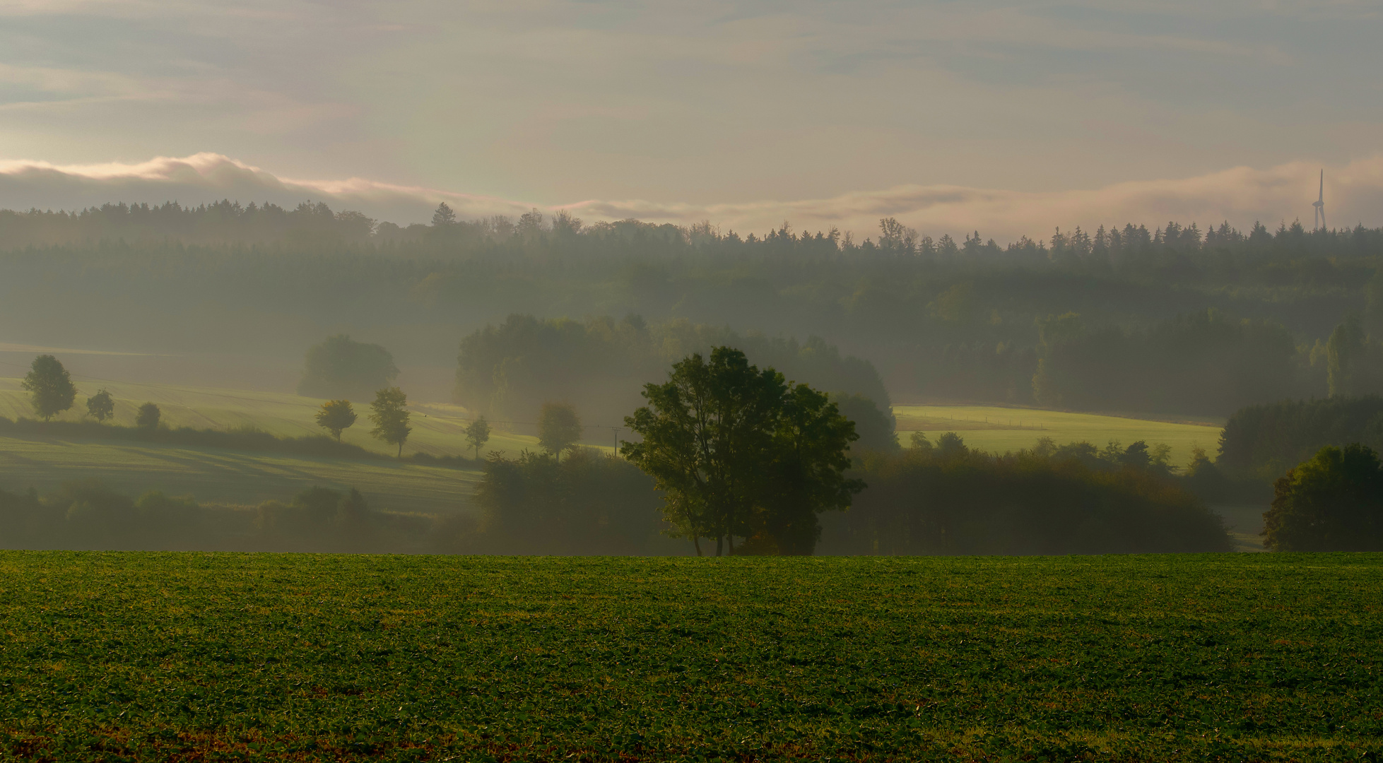 Frühdunst über´m Feld