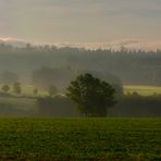 Frühdunst über´m Feld