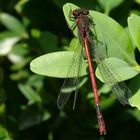 Frühe Adonis-Libelle