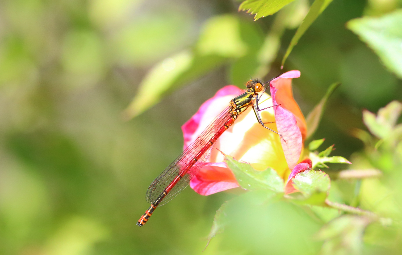 frühe Adonis-Libelle