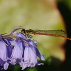 Frühe Adonis, Männchen