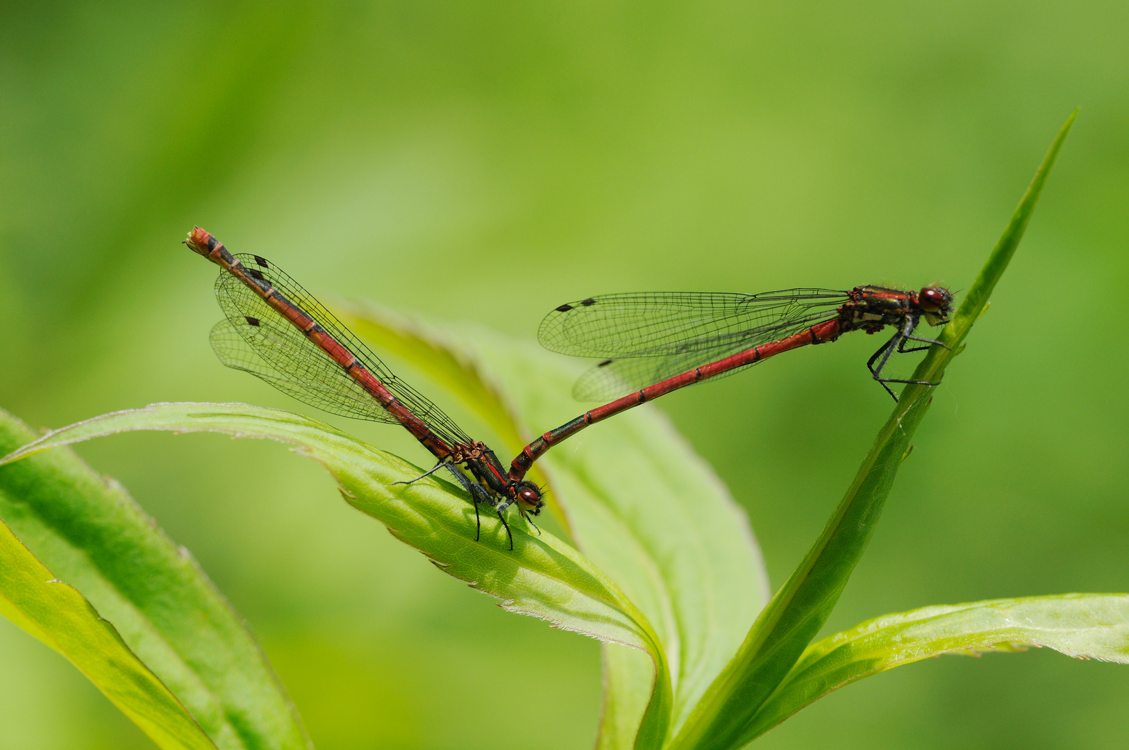 Frühe Adonis Tandem