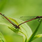 Frühe Adonis Tandem