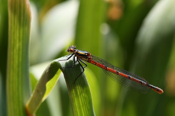 Frühe Adonisjungfer