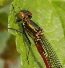 Frühe Adonisjungfer - Makro im Schwarzen Johannisbeerstrauch