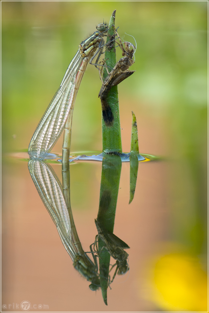 Frühe Adonisjungfer - Pyrrhosoma nymphula