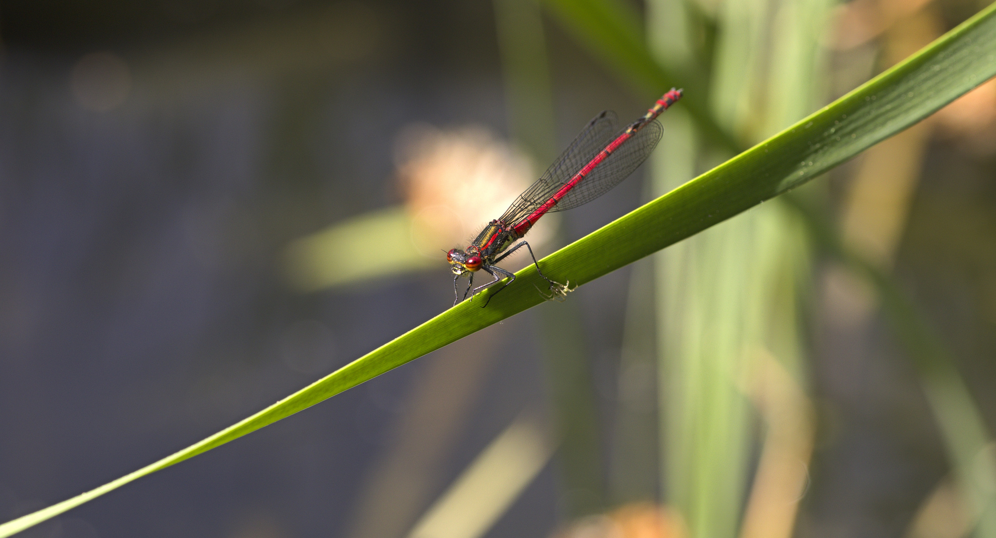 Frühe Adonisjungfer (Pyrrhosoma nymphula)