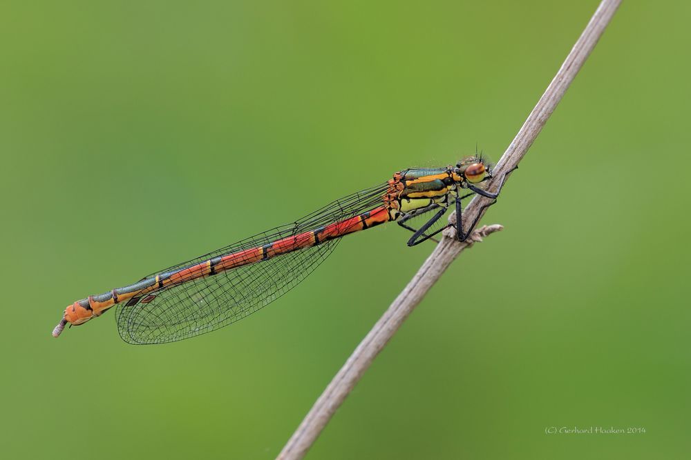 Frühe Adonisjungfer (Pyrrhosoma nymphula) (W)