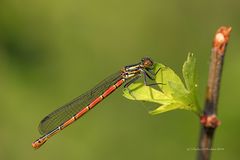 Frühe Adonisjungfer (Pyrrhosoma nymphula) (W)