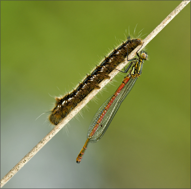 frühe adonisjungfer und raupe der grasglucke