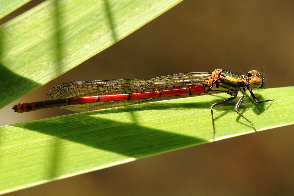 Frühe Adonislibelle