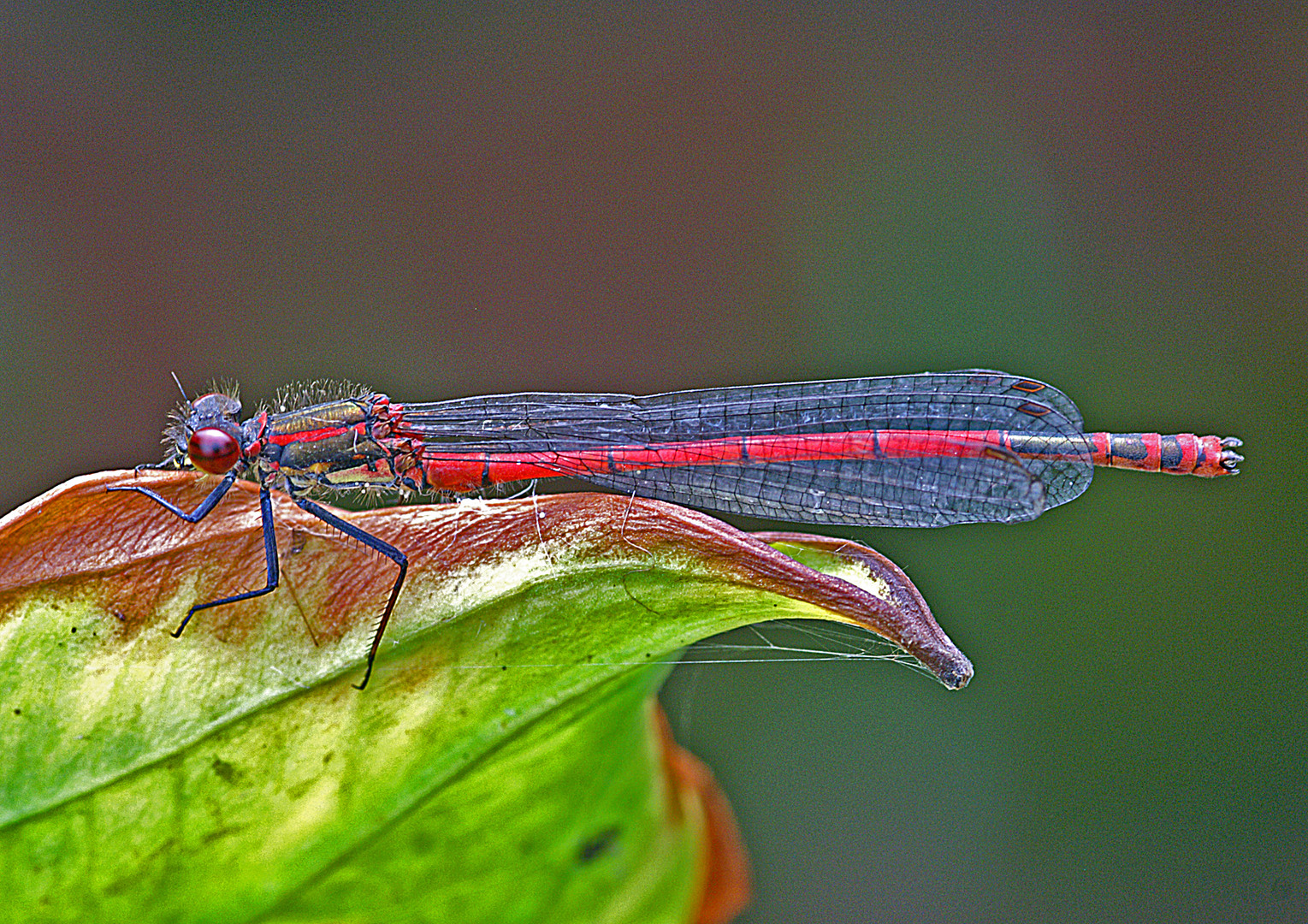 Frühe Adonislibelle