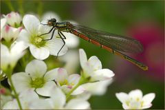 Frühe Adonislibelle