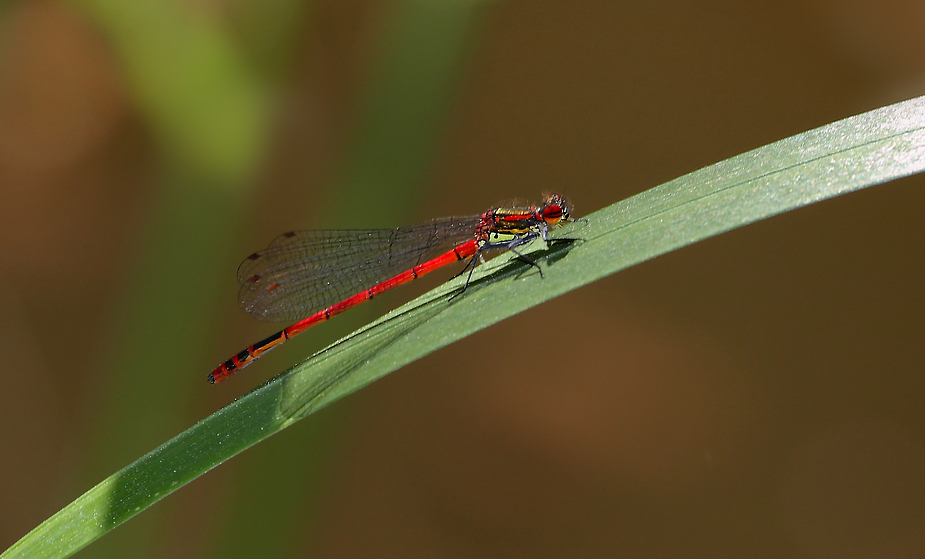 Frühe Adonislibelle