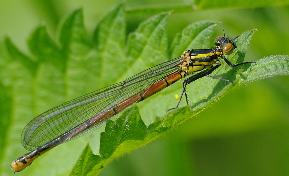 Frühe Adonislibelle