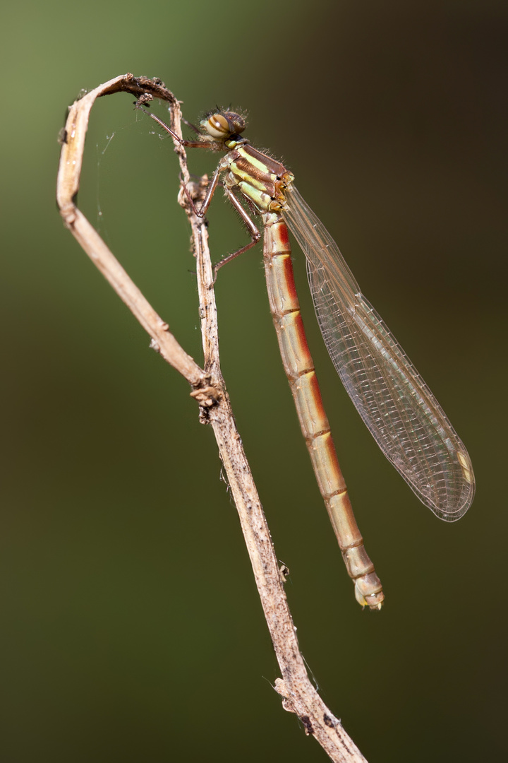 frühe adonislibelle 2