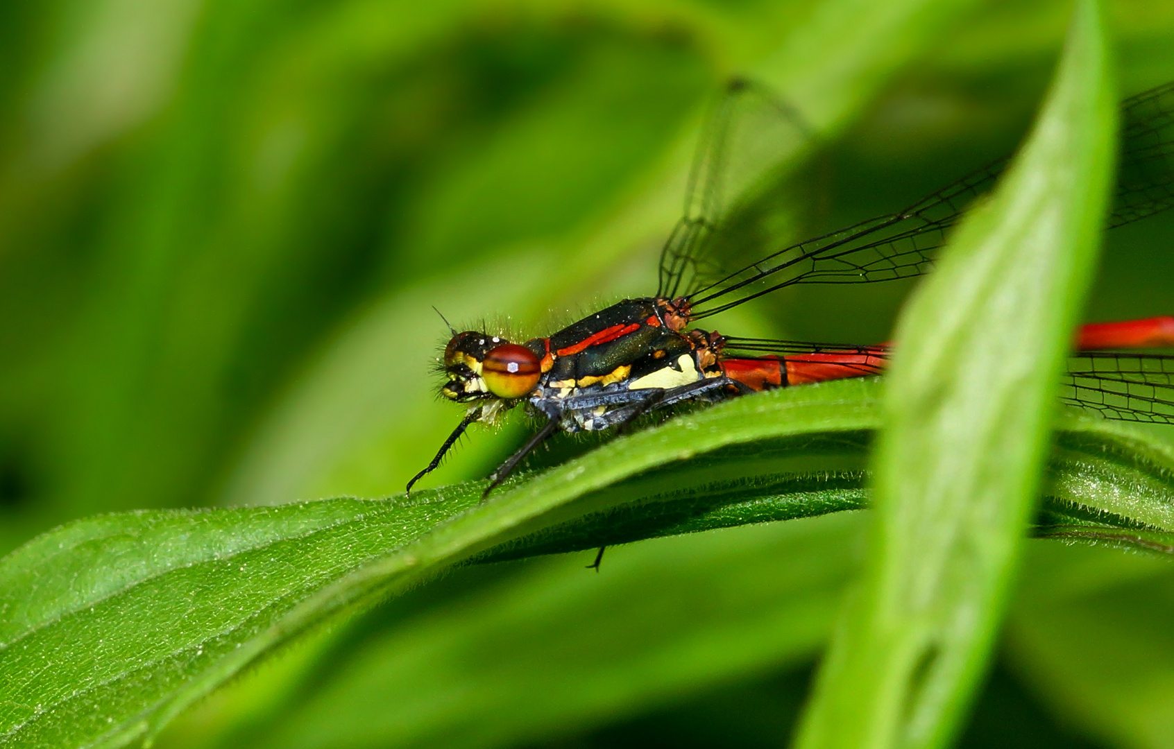 Frühe Adonislibelle