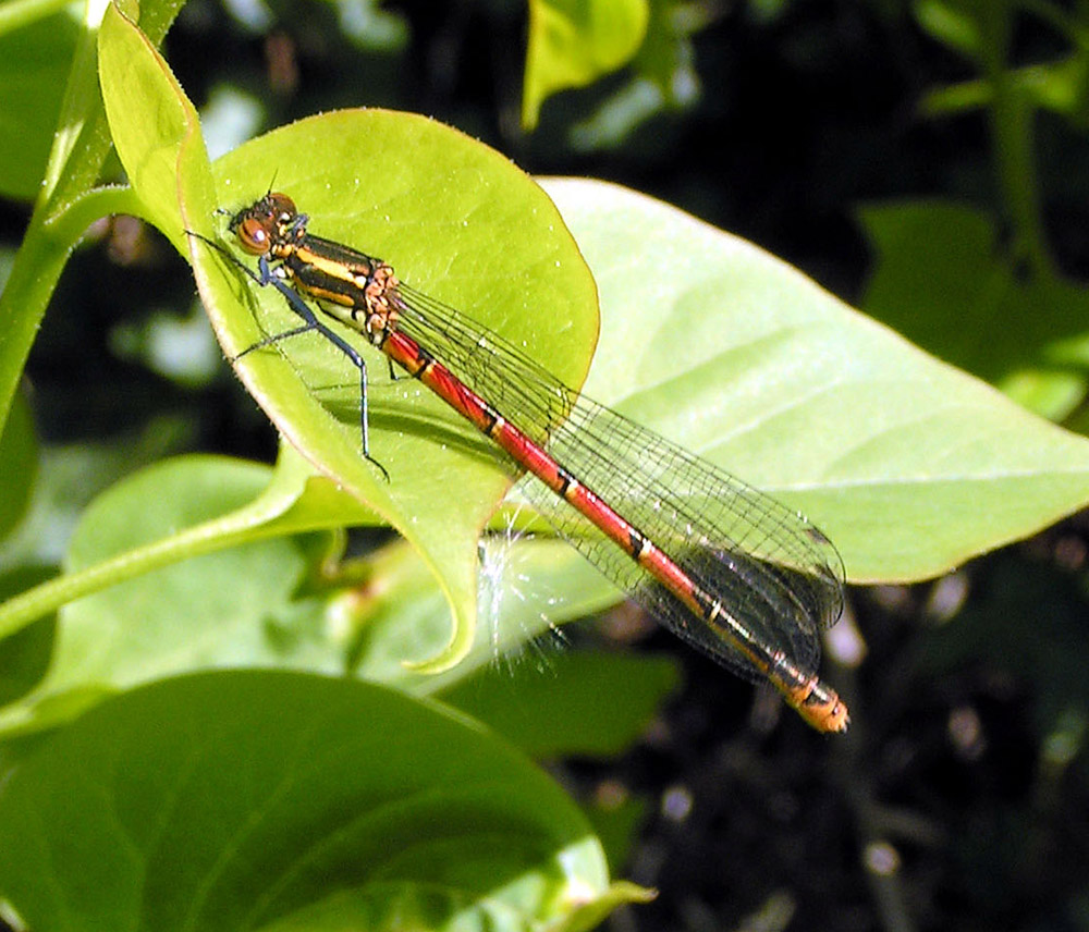 Frühe Adonislibelle