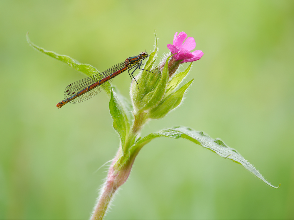 Frühe Adonislibelle