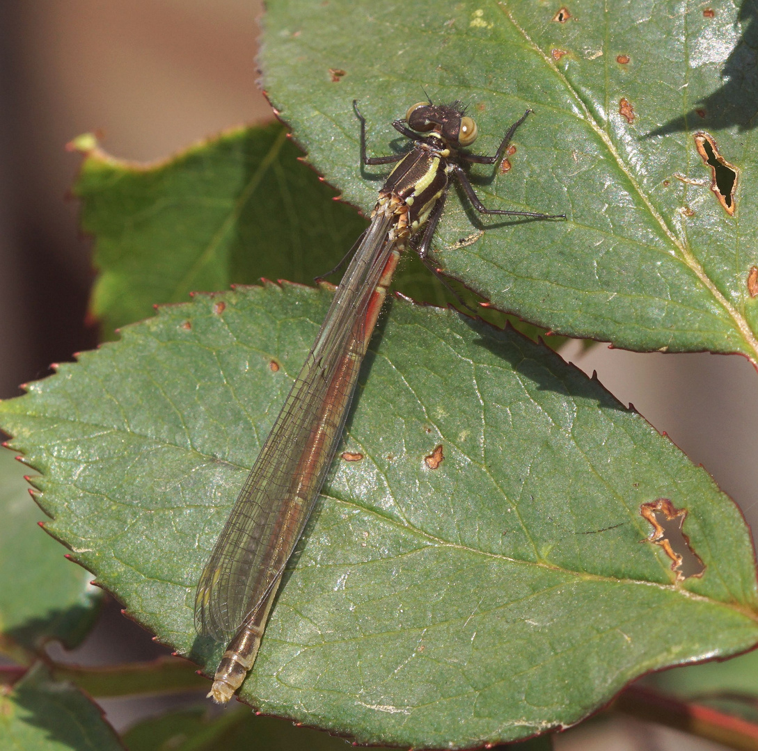 Frühe Adonislibelle