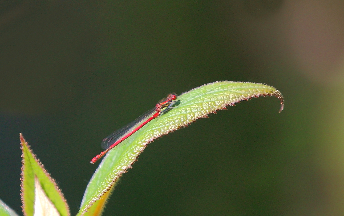 frühe Adonislibelle