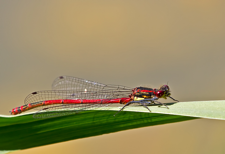 Frühe Adonislibelle