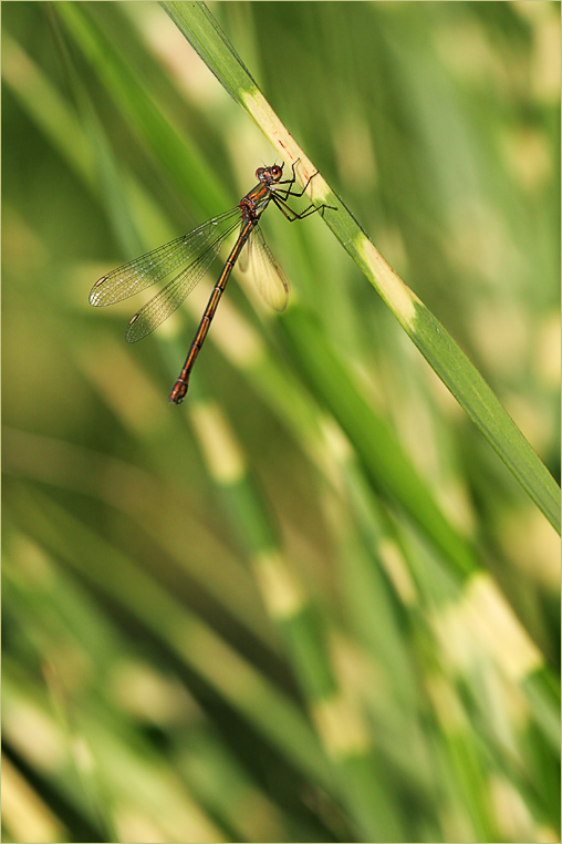 Frühe Adonislibelle