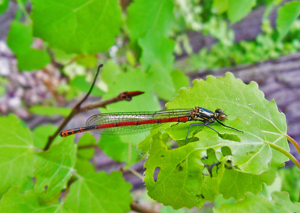 Frühe Adonislibelle