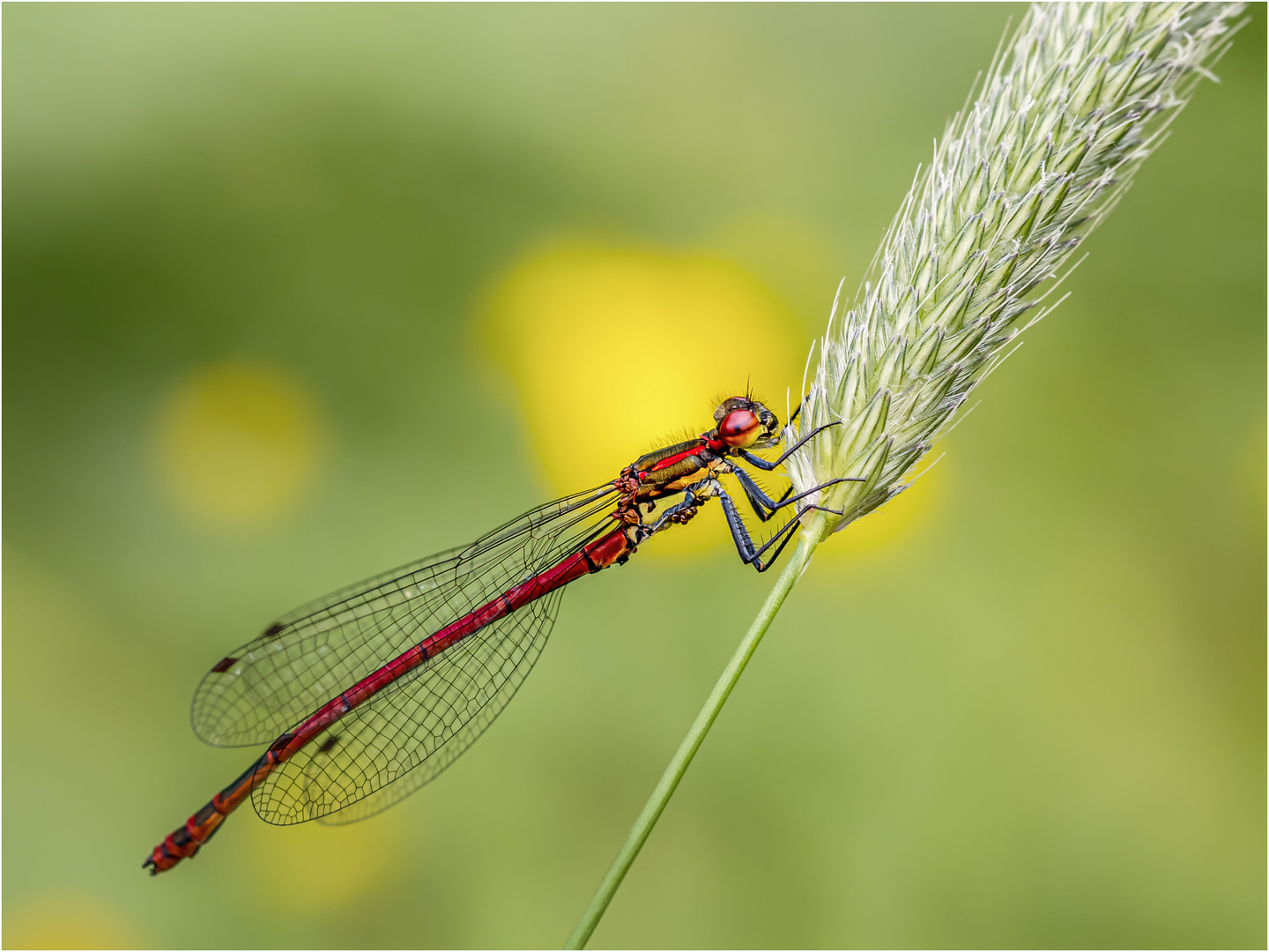 Frühe Adonislibelle