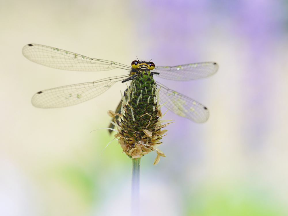 Frühe Adonislibelle