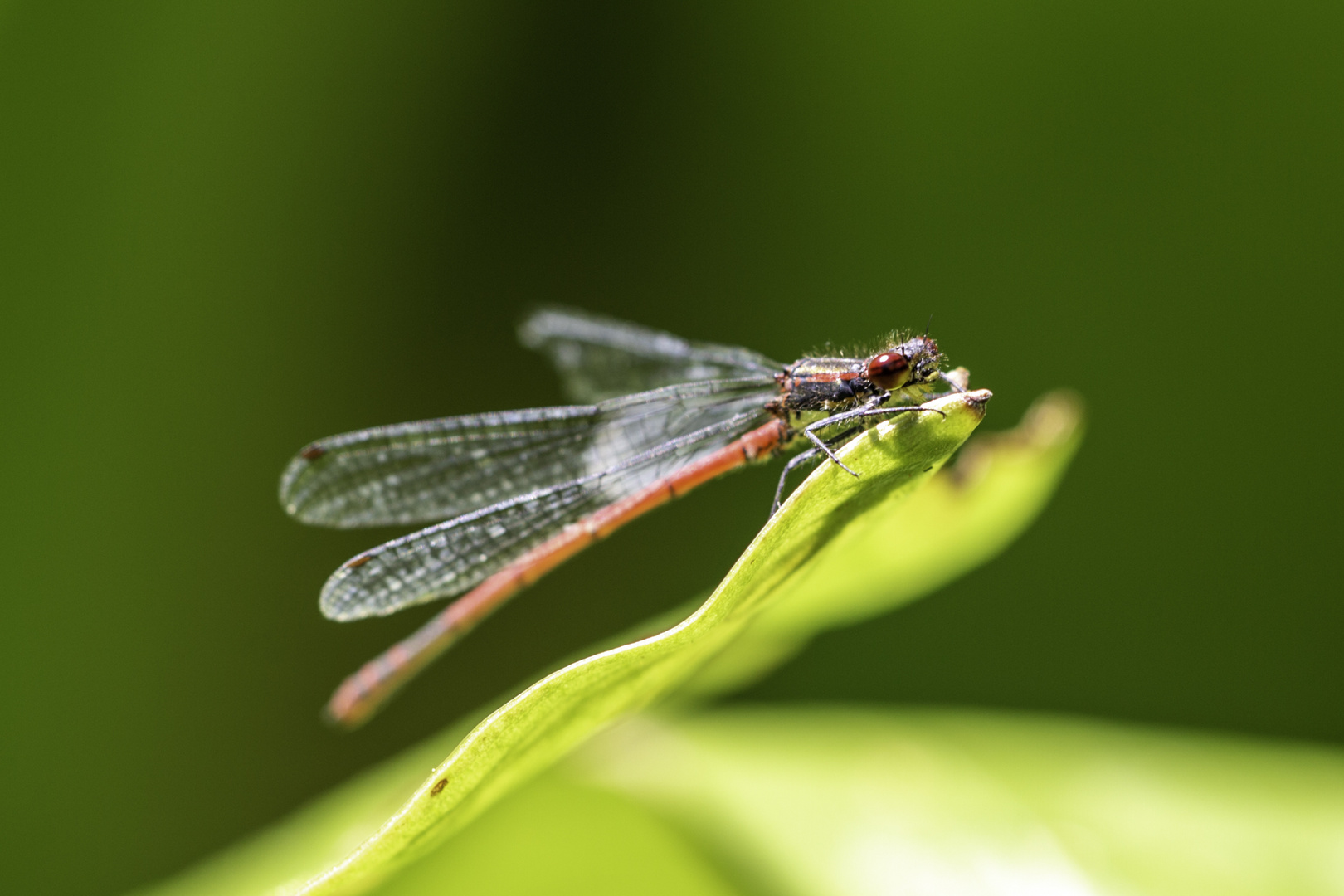 Frühe Adonislibelle