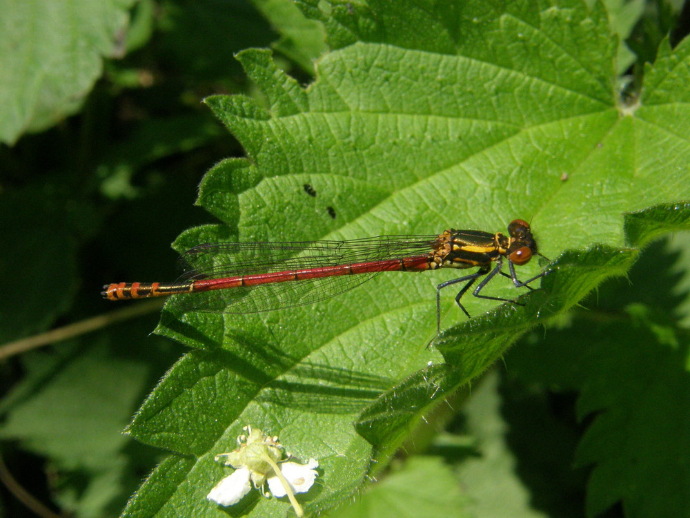 frühe Adonislibelle