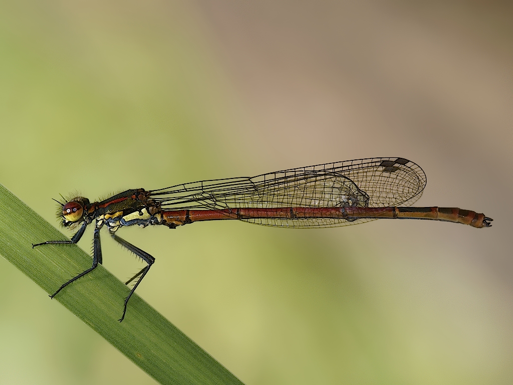 Frühe Adonislibelle