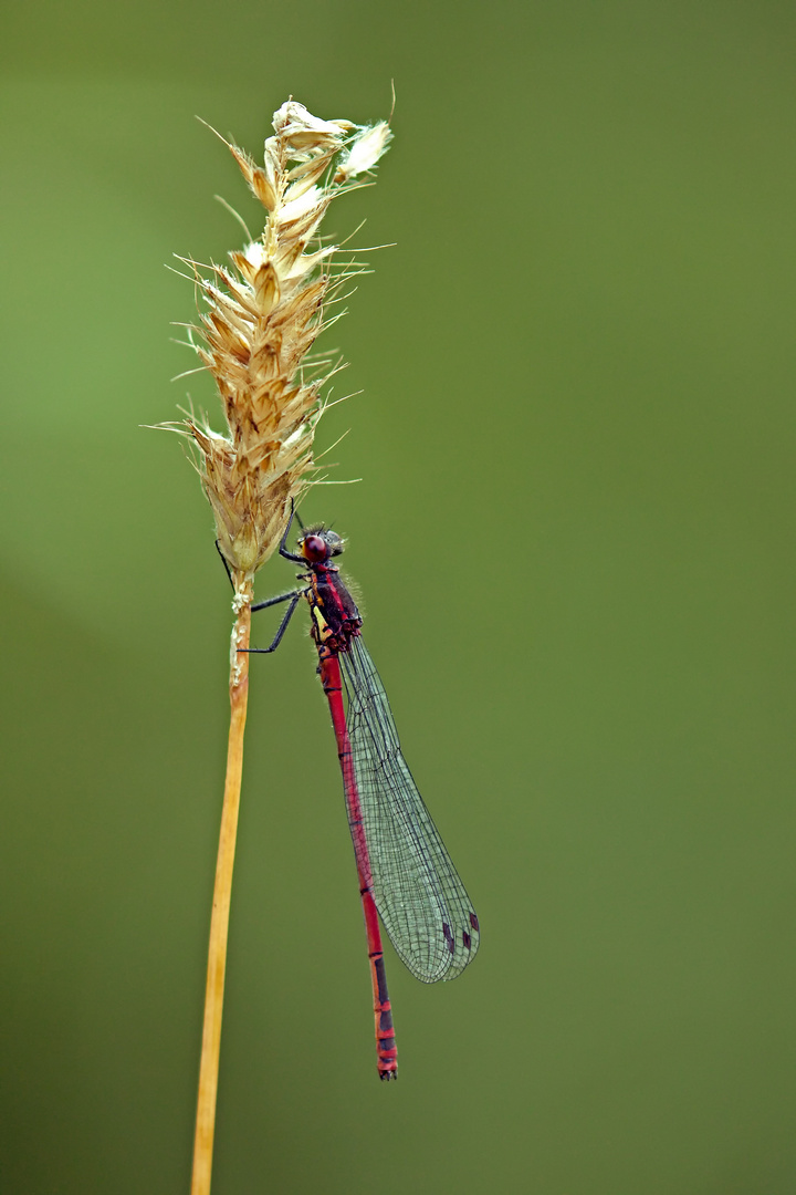 Frühe Adonislibelle