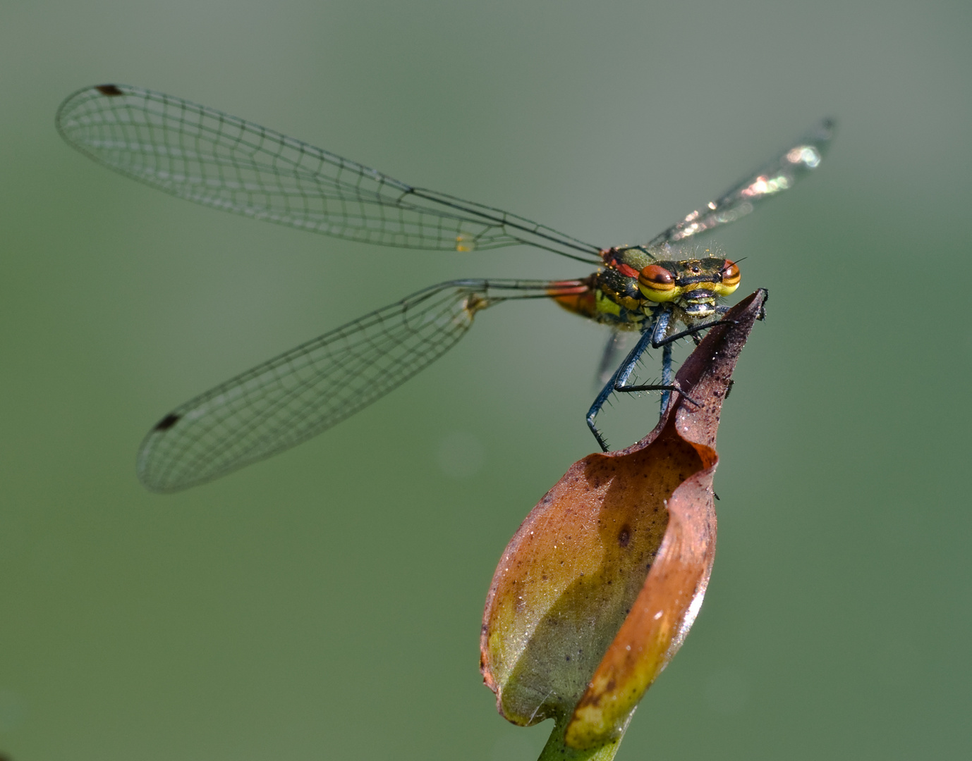 Frühe Adonislibelle