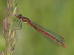 Frühe Adonislibelle