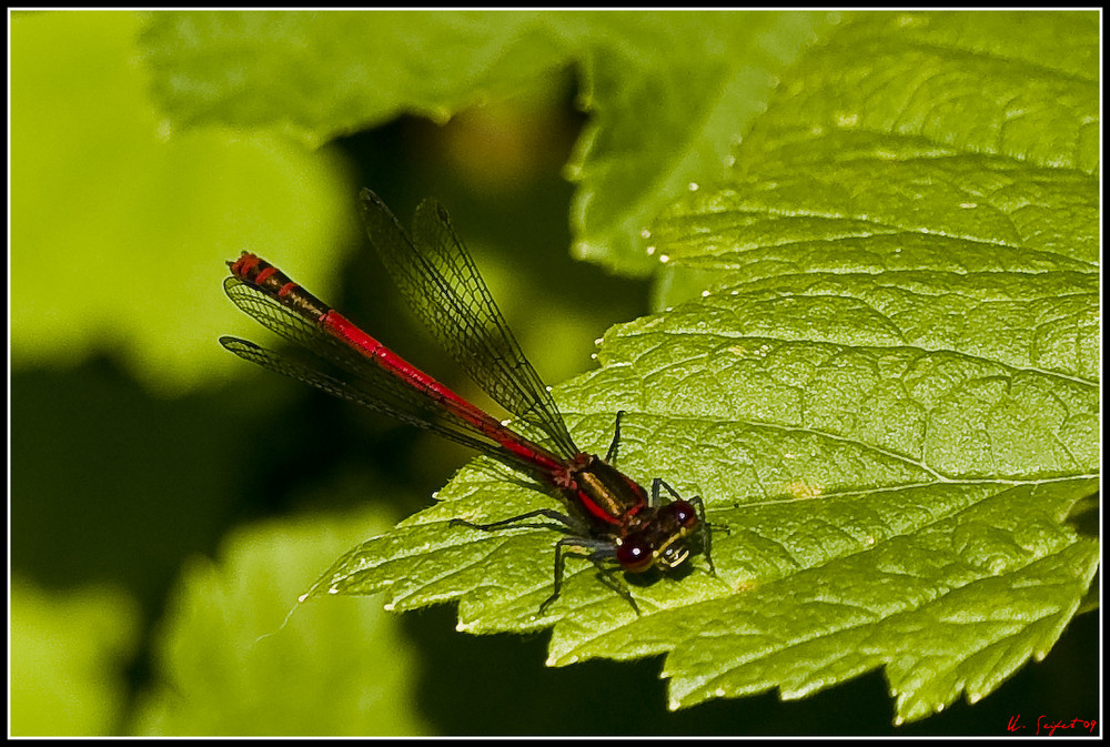 Frühe Adonislibelle