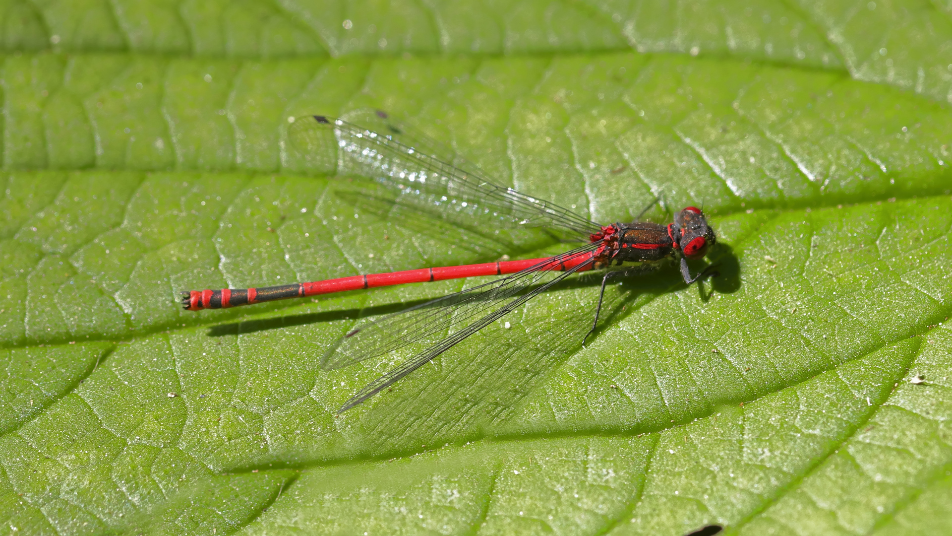 Frühe Adonislibelle