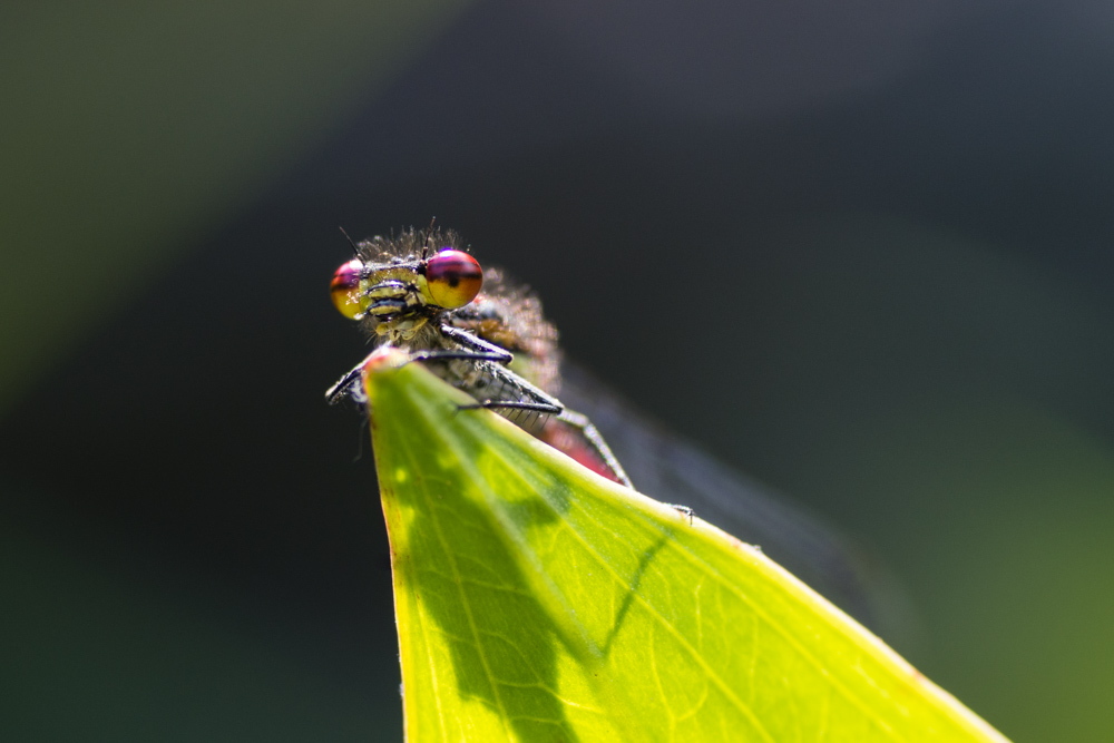 Frühe Adonislibelle