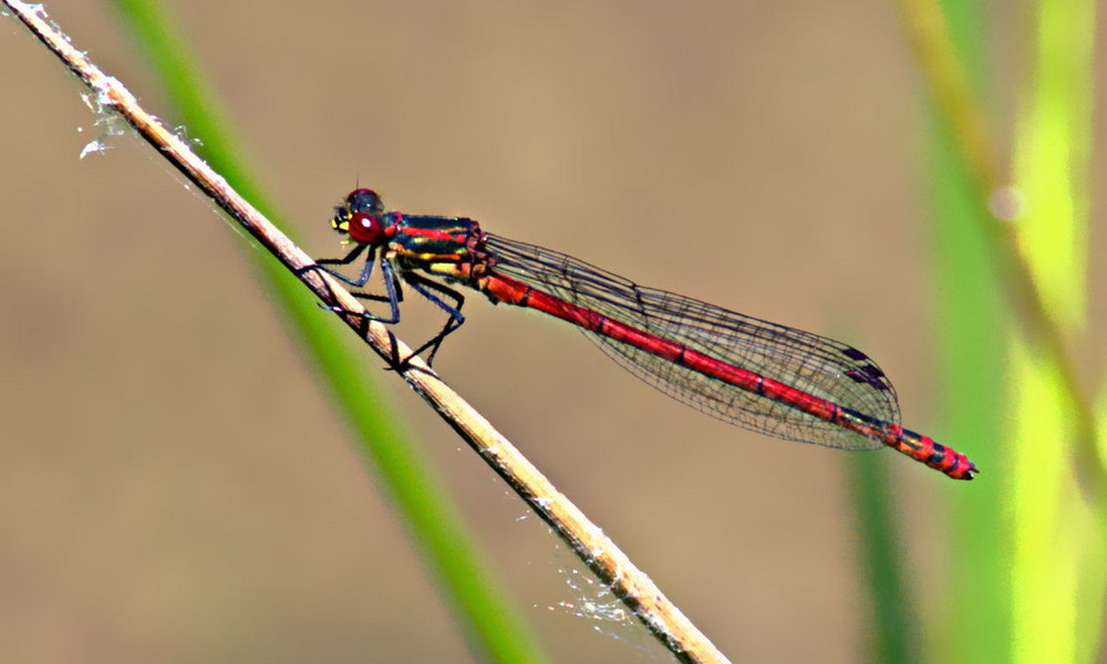 Frühe Adonislibelle