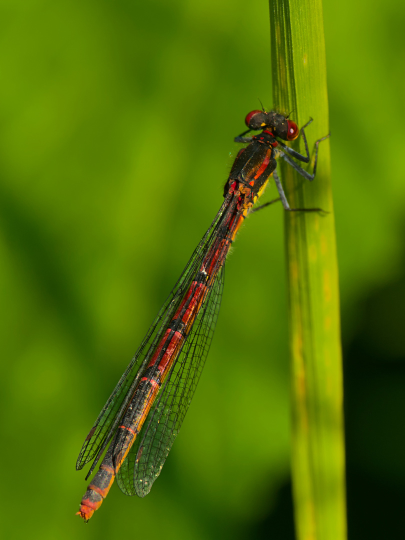 Frühe Adonislibelle