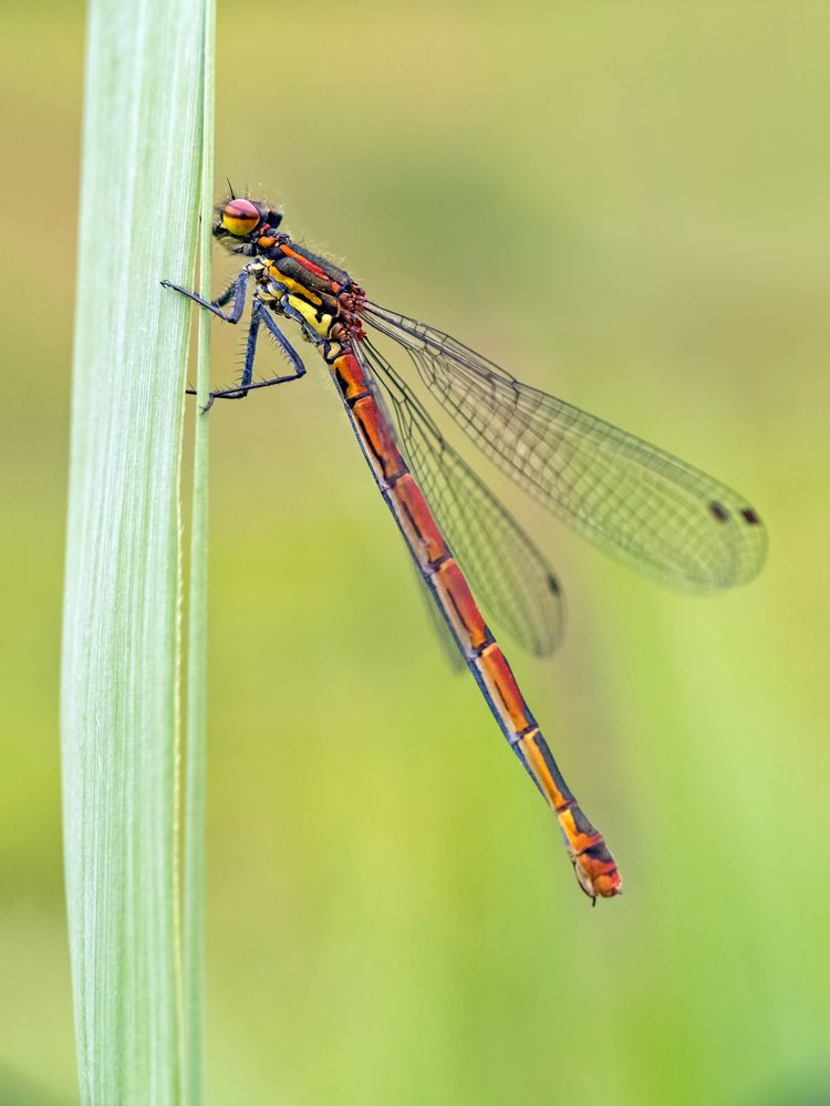 Frühe Adonislibelle