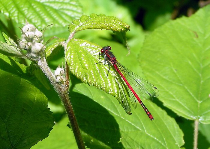 Frühe Adonislibelle